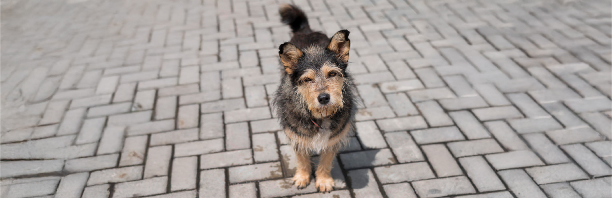 Día Internacional del Perro Callejero