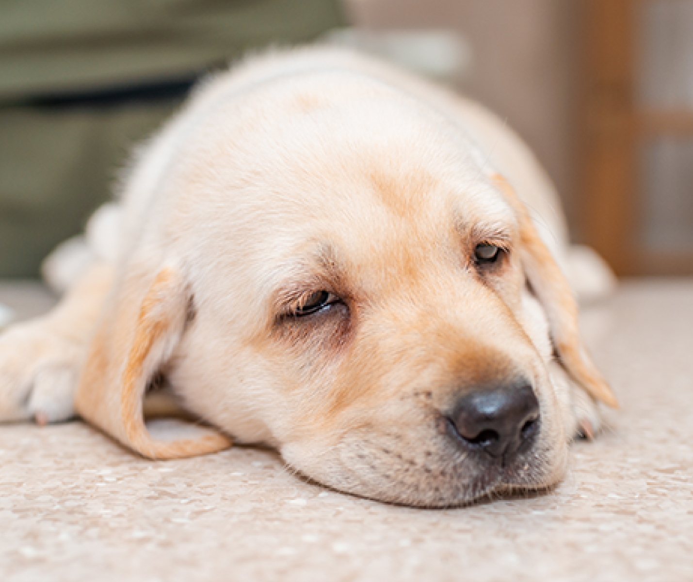 Estomago-inflamado-en-cachorros-causas-y-que-hacer