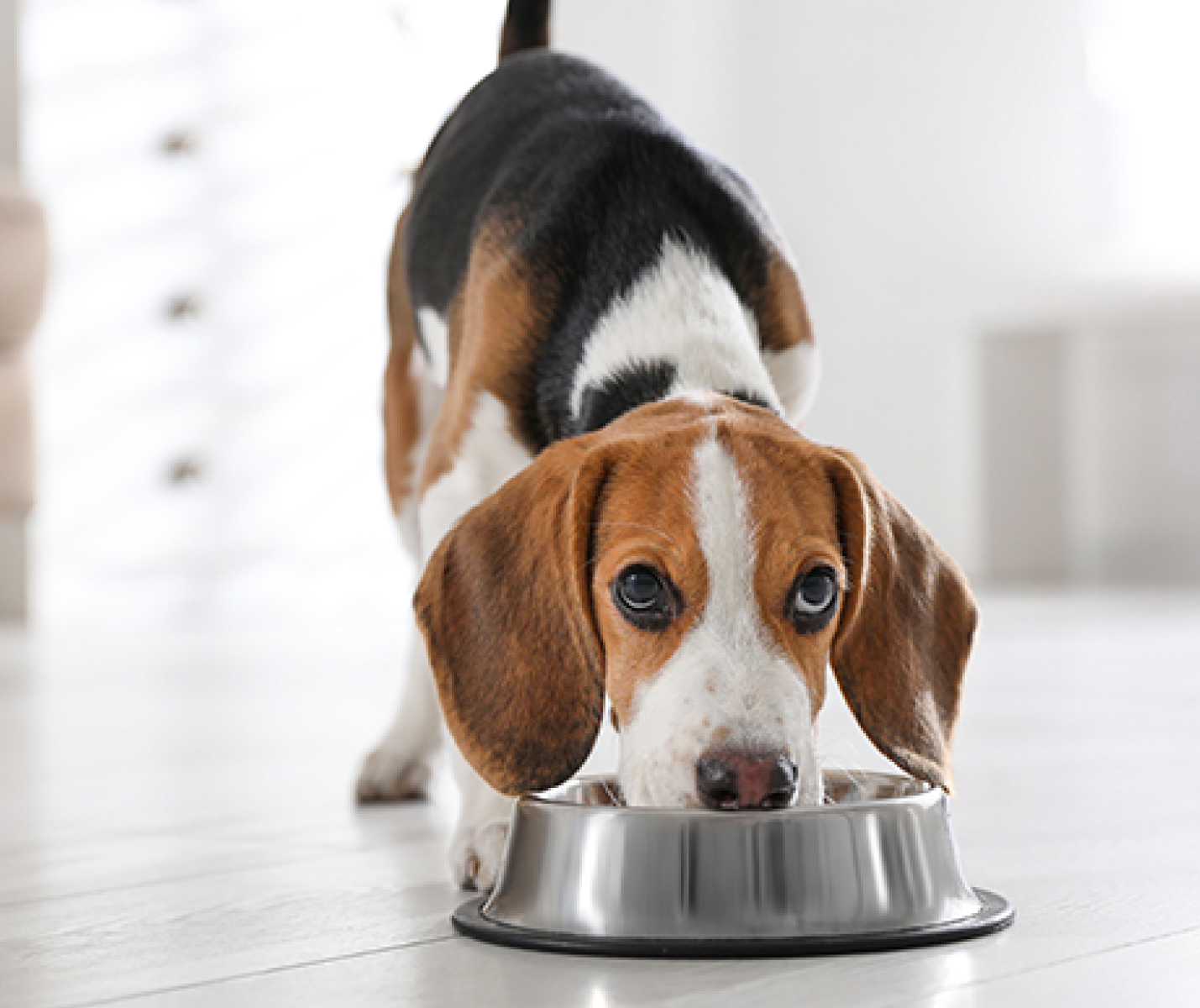 ¿Cómo saber si tu perro tiene el peso correcto? CR