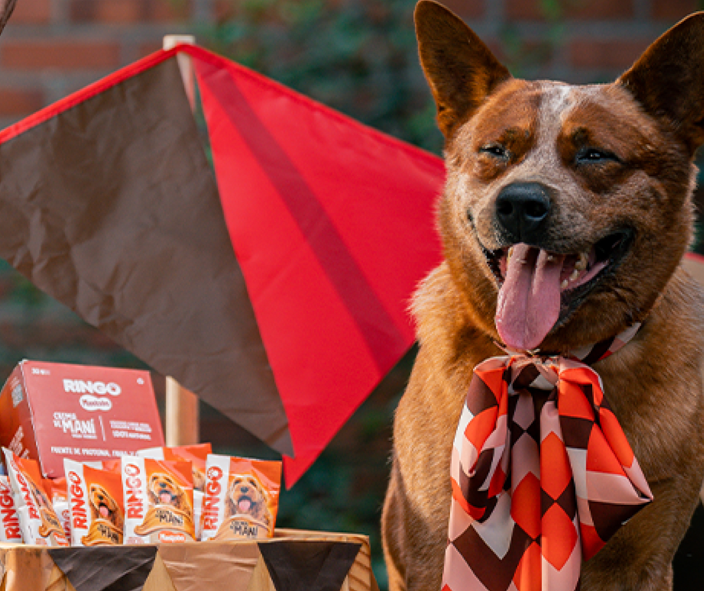 ¿Qué aporta la crema de maní en la alimentación de tu perro?