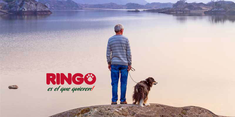 ¿Cuándo un perro está finalizando la etapa de adultez vive grandes cambios? Te contamos recomendaciones para su cuidado.
