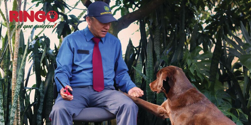 Conoce la historia de Rocky un perro labrador chocolate que trabaja con Juan cuidando a las personas en un condominio.
