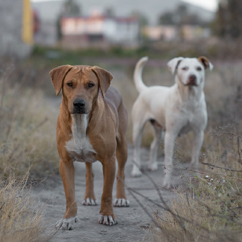 abandono-perros.jpg