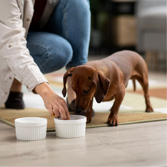 alimentacion-para-perros.jpg
