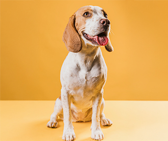 Ringo: nutrición diaria para tu perro Cr