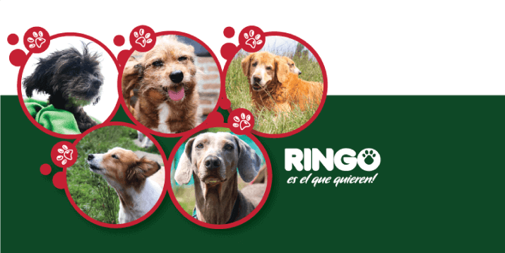 Conoce la historia de cinco perros, algunos tímidos, consetidos, gruñones e independientes que llenan de amor y alegria.