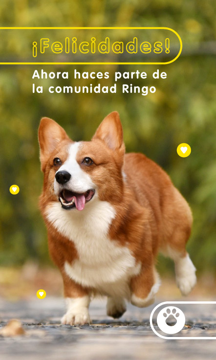 Banner interna comunidad Ringo