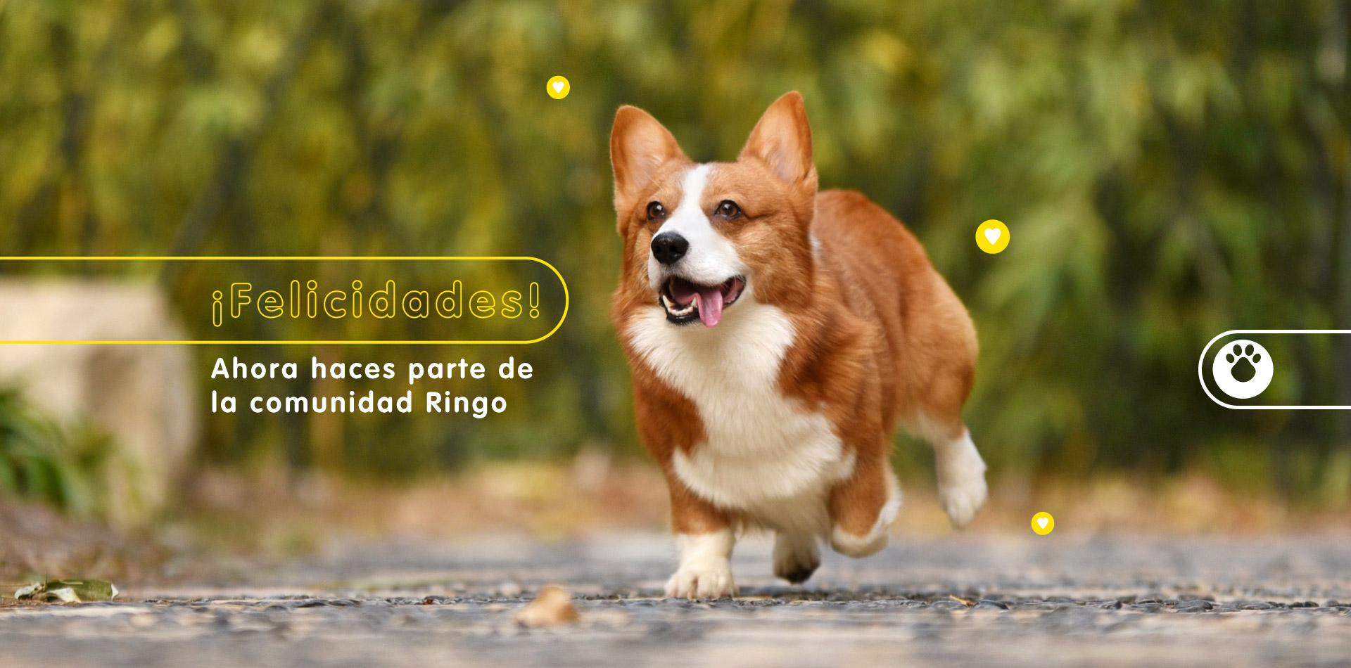 Banner interna comunidad Ringo