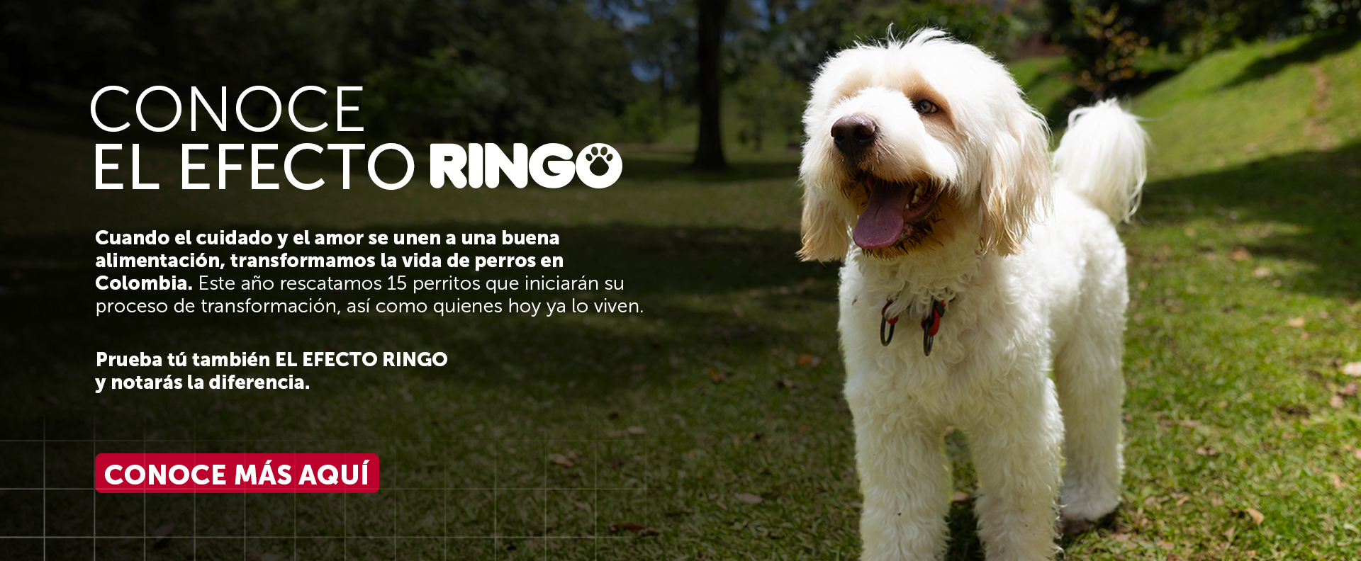 Efecto ringo 