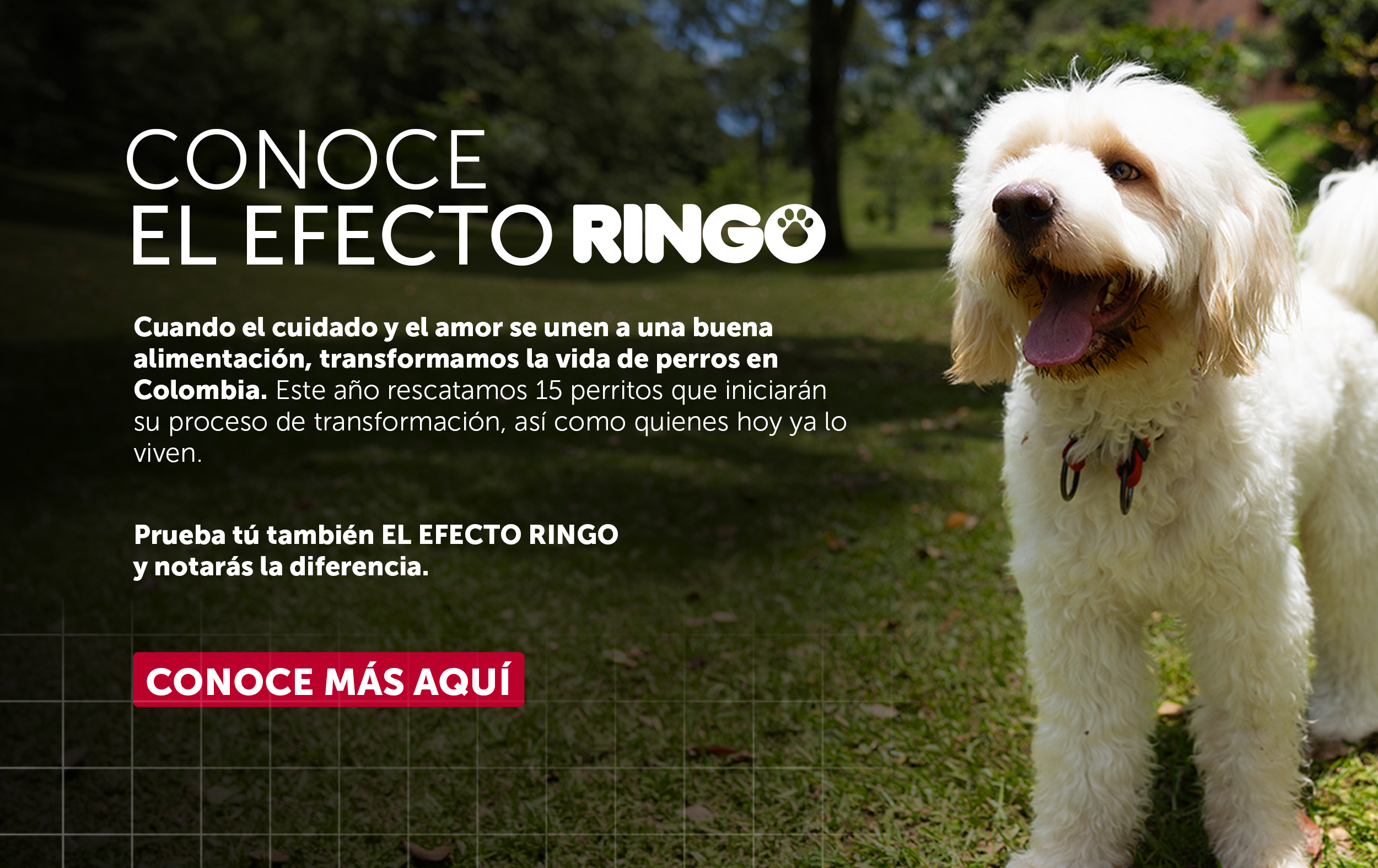 Efecto ringo 