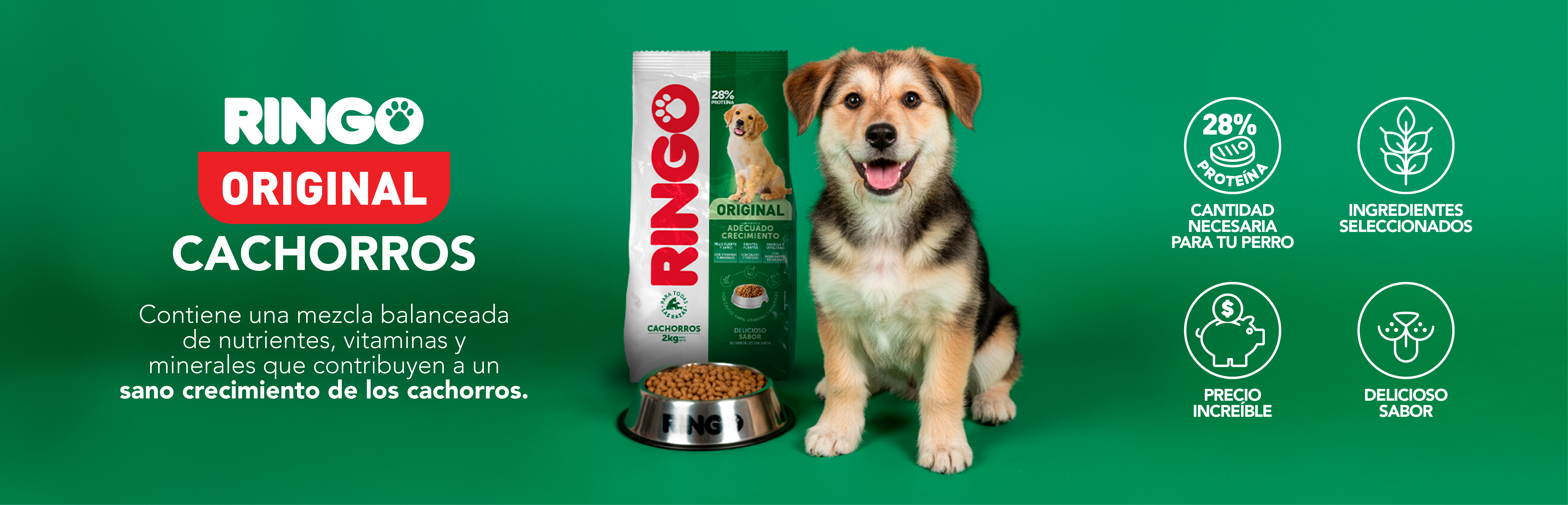 Ringo original cachorros