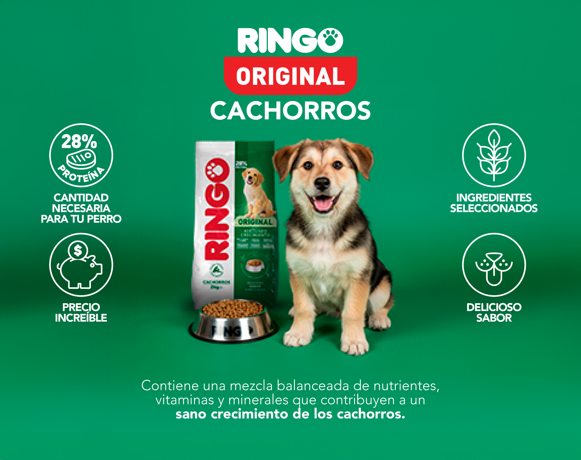 Ringo original cachorros