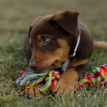 cachorro-jugando.jpg