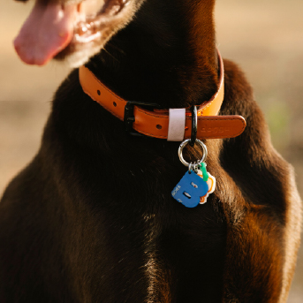 collar-de-perro-con-placa.jpg