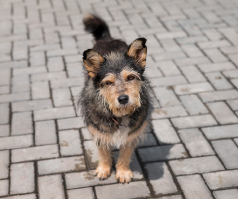 Día Internacional del Perro Callejero: por qué se conmemora