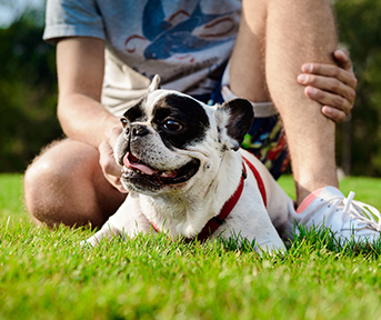 por qué se celebra el Día Mundial del Perro
