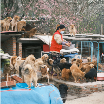 donacion-alimento-para-perro-2.jpg