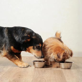 dos-perros-comiendo-concentrado.jpg