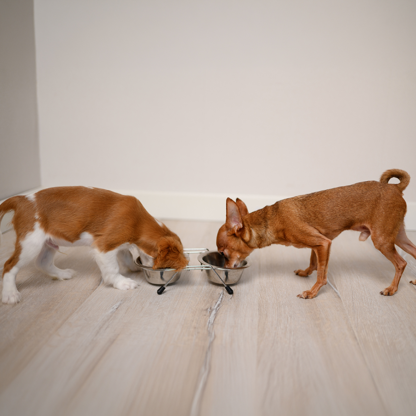 dos-perros-comiendo.jpg