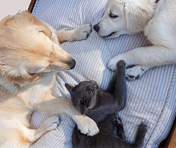 Cómo presentar un perro y un gato para que convivan bien