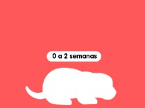 Etapas de crecimiento de 0 a 2 semanas