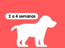 Etapas  de crecimiento 6 a 18 meses