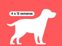 Etapas de crecimiento de 4 a 12 semanas