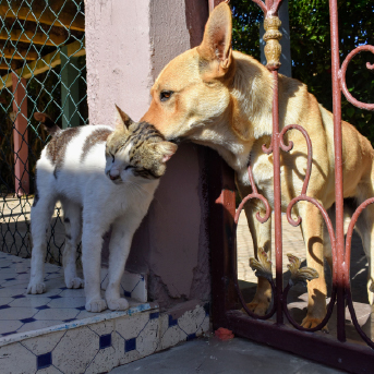 gato-con-perro.jpg