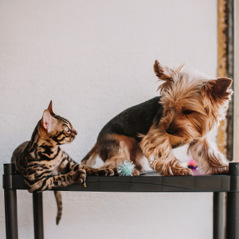gato-sentado-con-un-perro-1.jpg