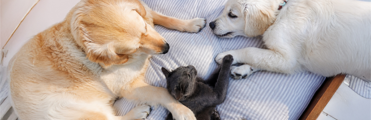 como presentar un gato a un perro