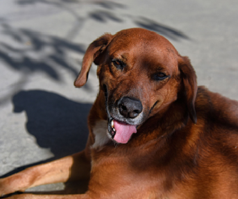 Golpe de calor en perros: síntomas y cómo prevenirlo Pa