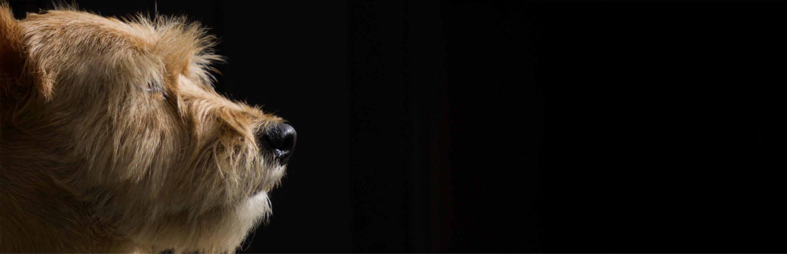 juegos para perros inteligentes