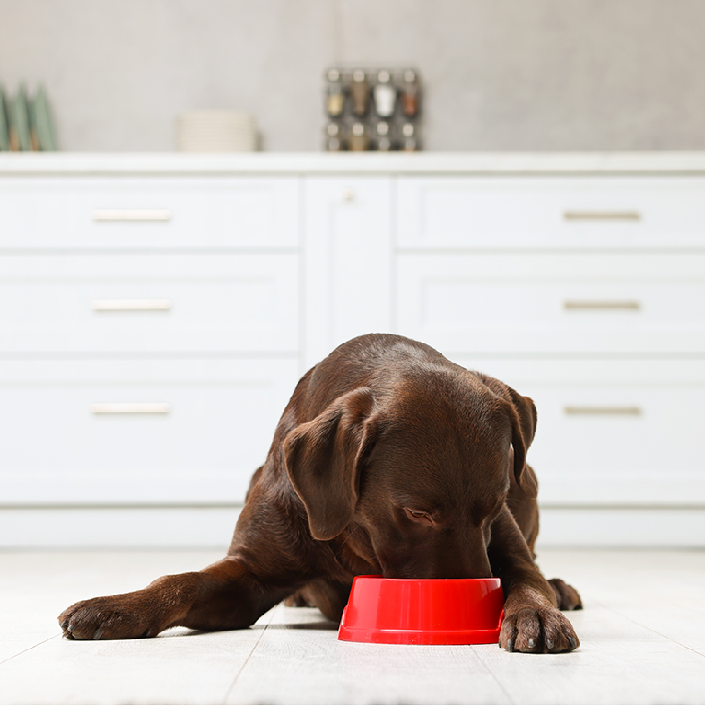 ladrador-comiendo-en-plato-rojo.jpg