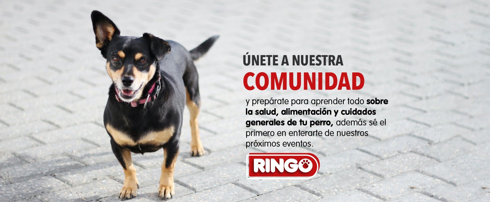 Banner comunidad Ringo Panamá