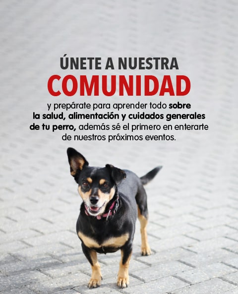 Banner comunidad Ringo Panamá