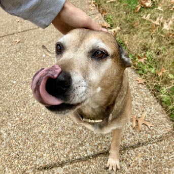 perrito-con-lengua-afuera.jpg