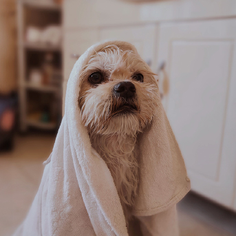 perrito-con-toalla-de-baño.jpg