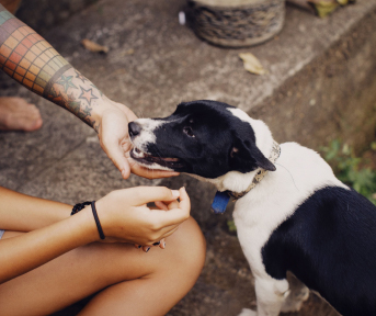 Pequeñas acciones que pueden cambiar la vida de un perro