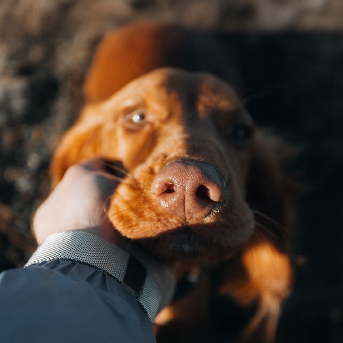 perrito-en-sol.jpg