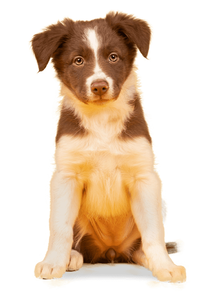 Cachorros