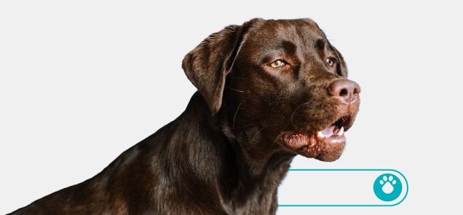 perro etapa adultez 
