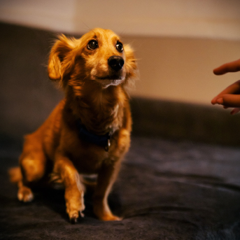 perro-asustado.jpg