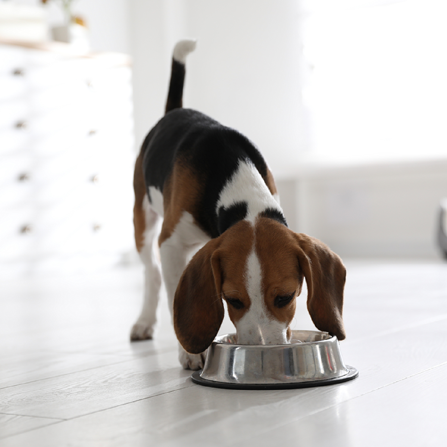 perro-beagle-comiendo.jpg