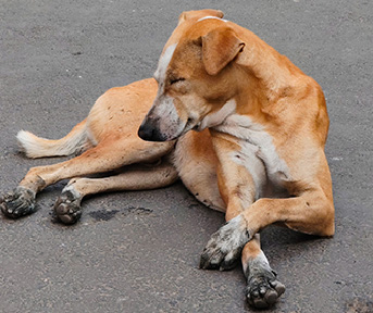 garrapatas en perros