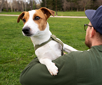 ¿Qué hacer con tu perro durante un terremoto?