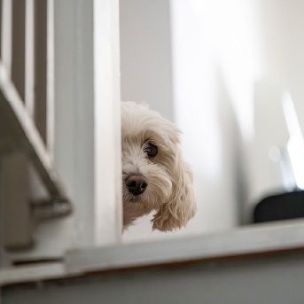 perro-color-blanco-escondido.jpg