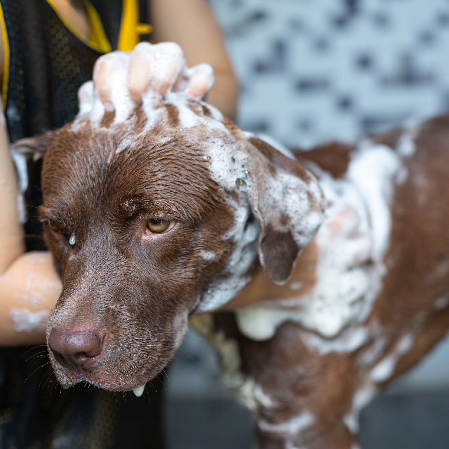 perro-color-cafe-baño.jpg