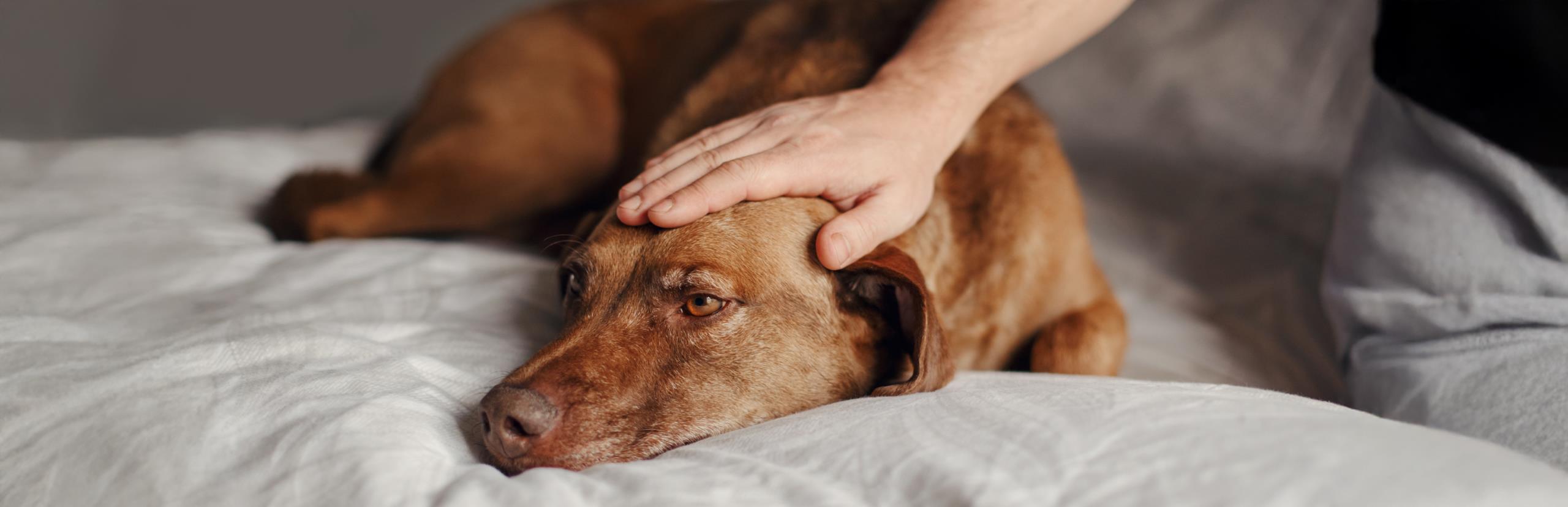 Síntomas de que tu perro se siente mal: guía rápida