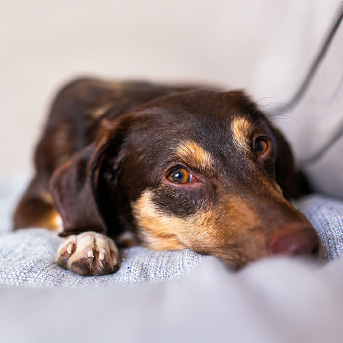 perro-color-cafe-recostado.jpg