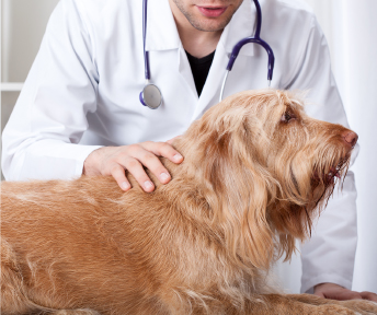 Desparasitación en perros: frecuencia y tipos